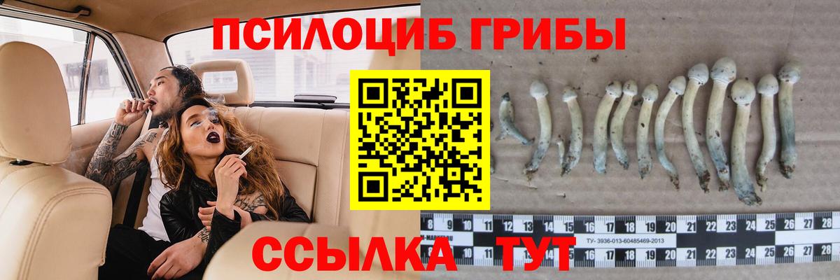 Псилоцибиновые грибы Psilocybine cubensis Ртищево